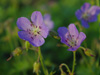 Bodziszek Geranium clarkei 'Kashmir Blue'